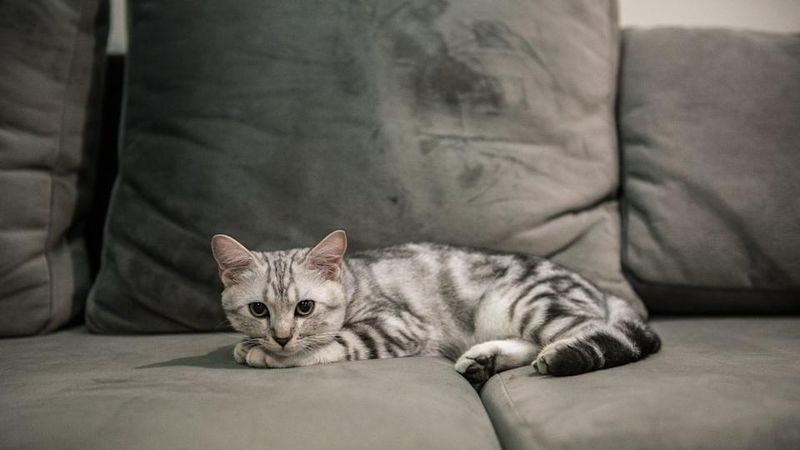 American Shorthair