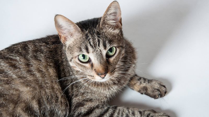 American Shorthair