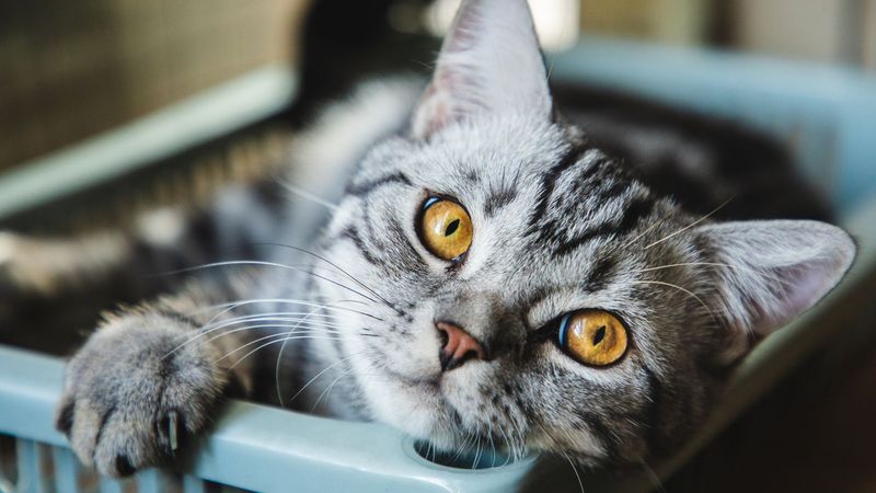 American Shorthair