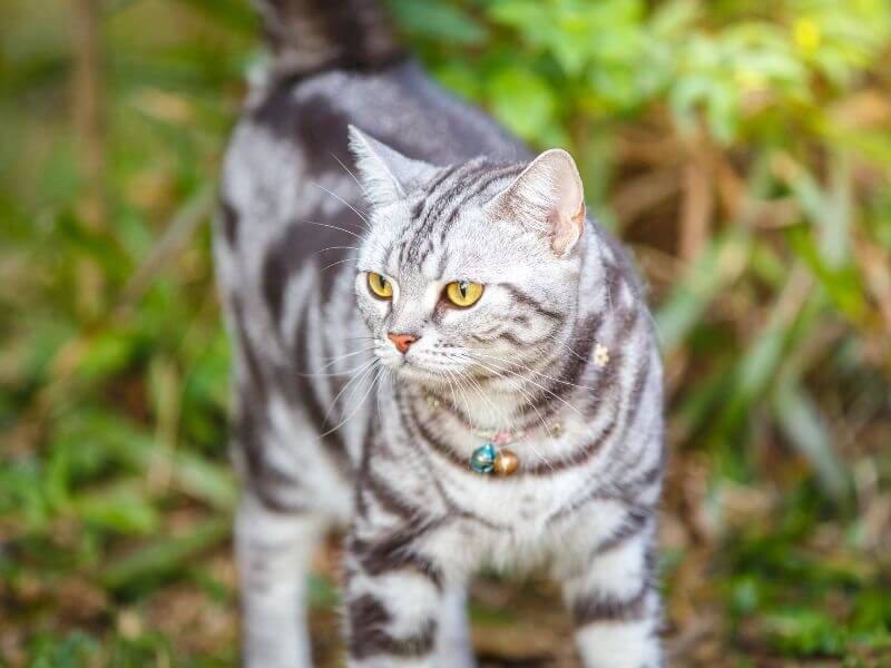 American Shorthair