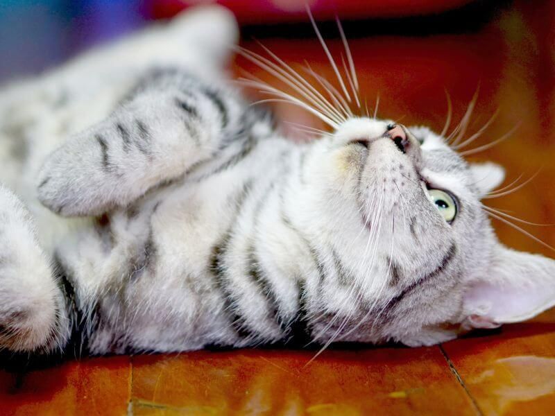 American Shorthair