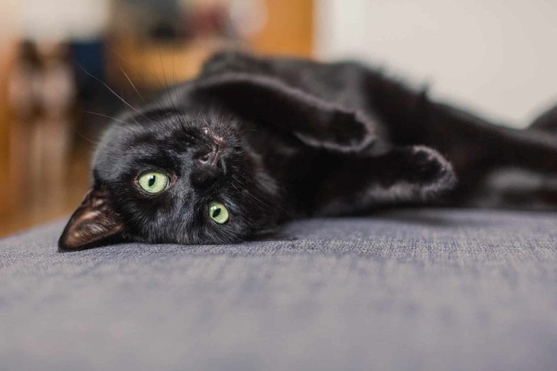 American Shorthair