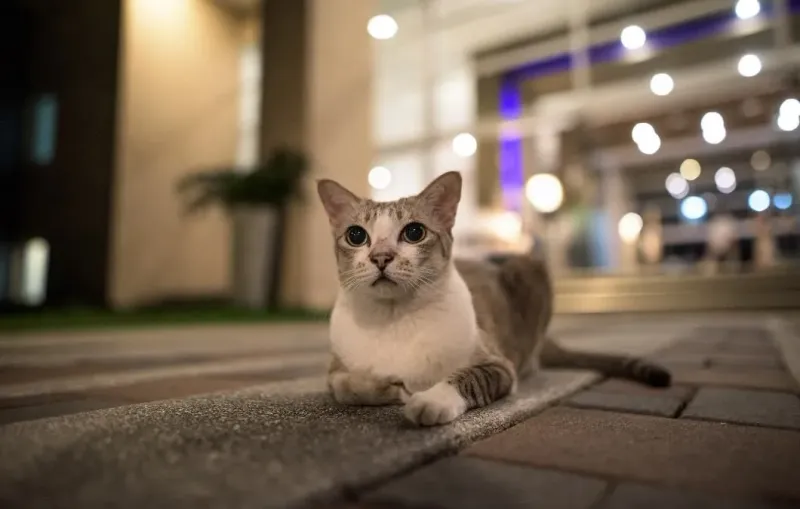 American Shorthair