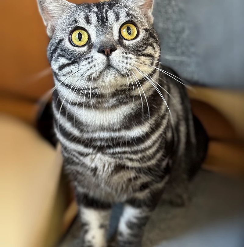 American Shorthairs: Built-In Resilience