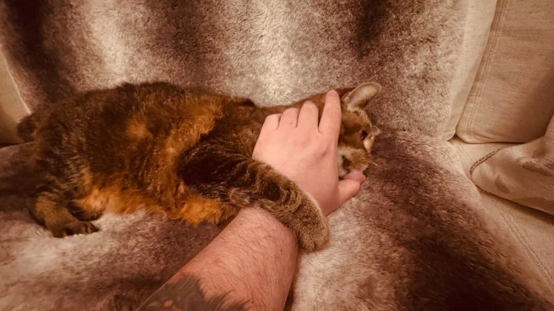 American Wirehair