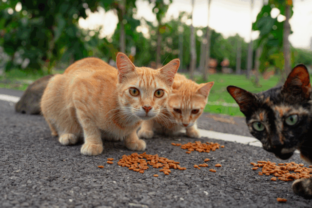 America's Stray Cat Crisis The States With the Most Felines in Need