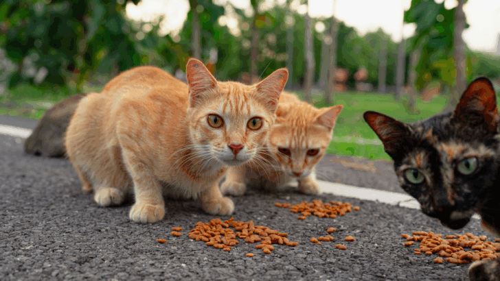 America’s Stray Cat Crisis: The States With the Most Felines in Need