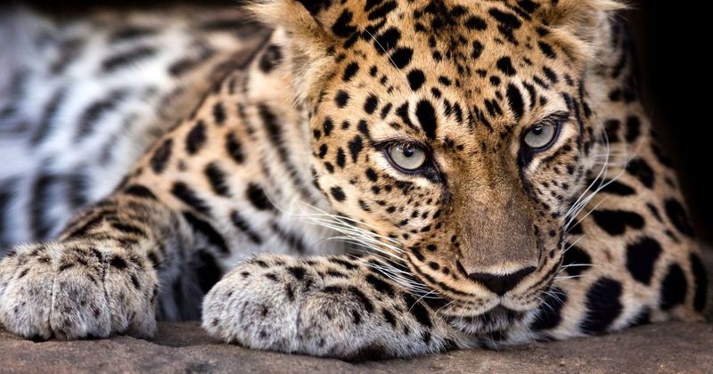 Amur Leopard (Panthera pardus orientalis)