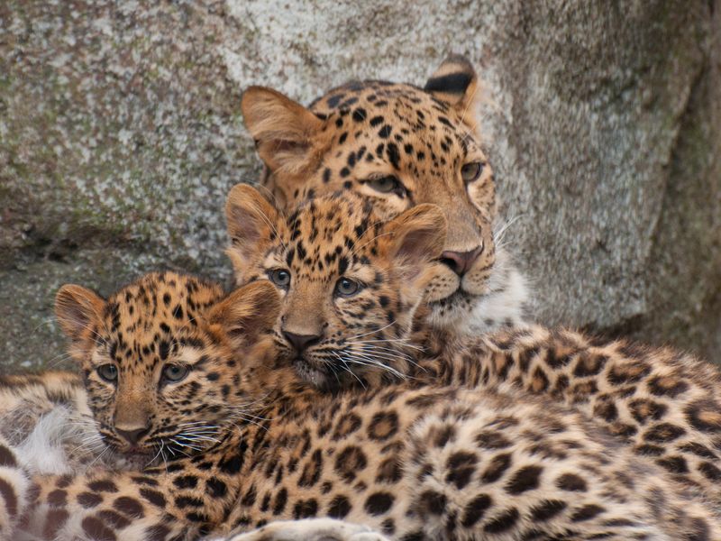 Amur Leopard