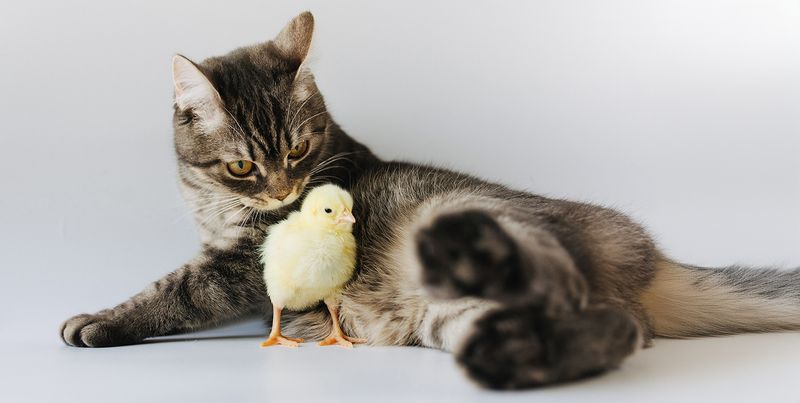 An Unspoken Truce Forms (Most of the Time)