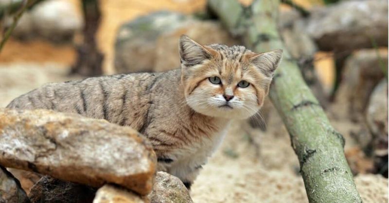 Ancient Desert Dwellers with History