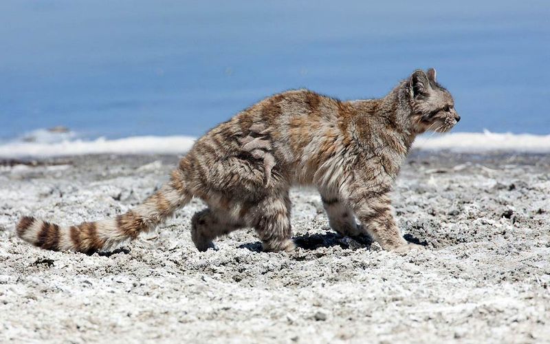 Andean Mountain Cat