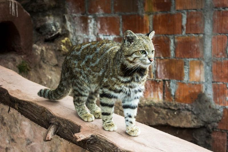 Andean Mountain Cat