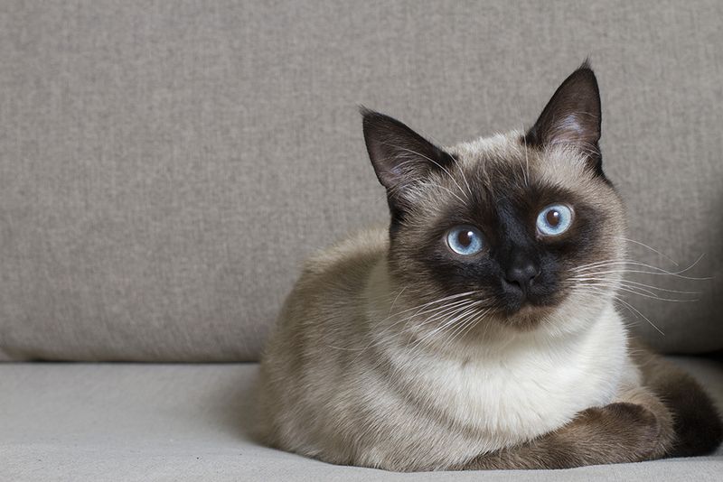 Applehead (Classic) Siamese