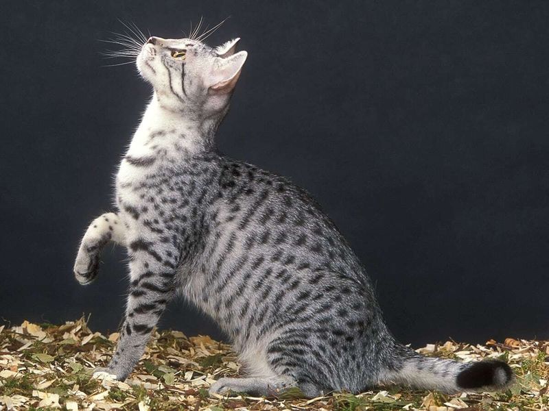 Arabian Mau