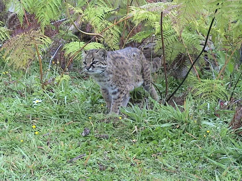 Arboreal Hunting Techniques