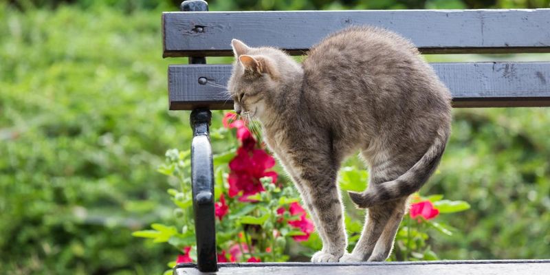 Arched Back with Fur Standing Up (Piloerection)