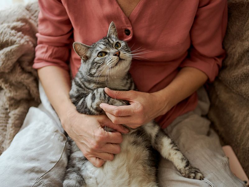 Are your existing pets healthy?