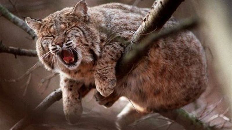 Arizona's Desert Cat Conflicts