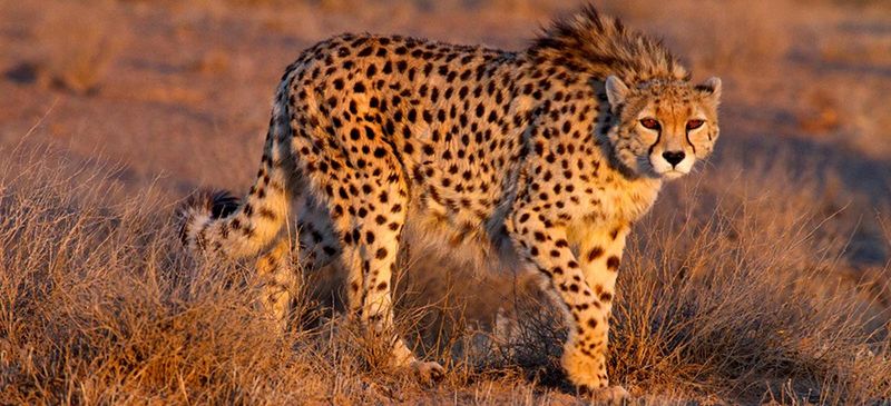 Asiatic Cheetah (Acinonyx jubatus venaticus)