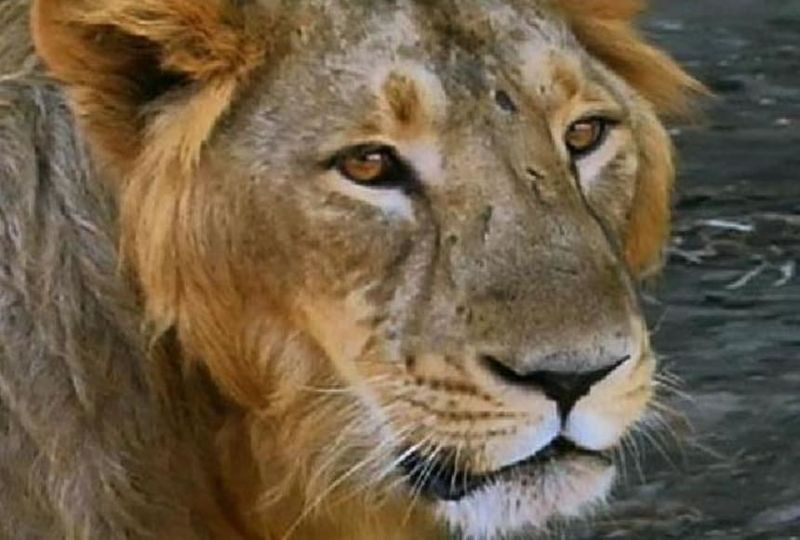 Asiatic Lion – The Revival Code