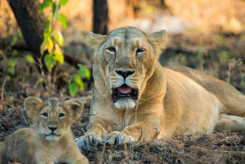 Asiatic Lion