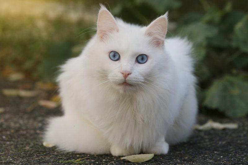 Astonishing Intelligence That Leads to Mischief