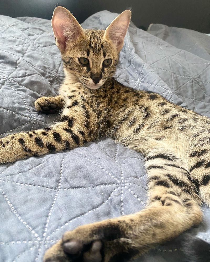 Atlas for a Savannah