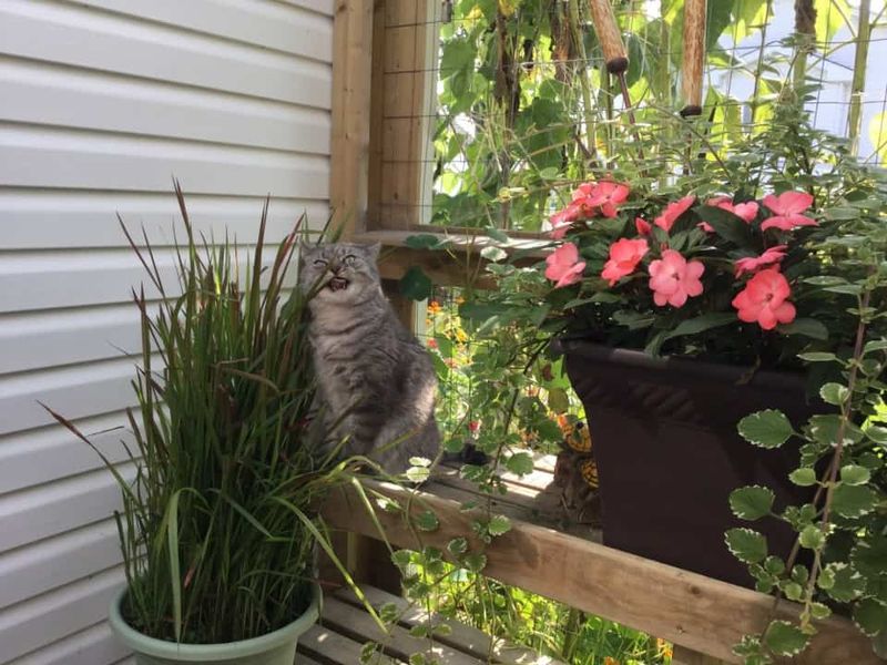 Avoid Strong Scents or Repellents