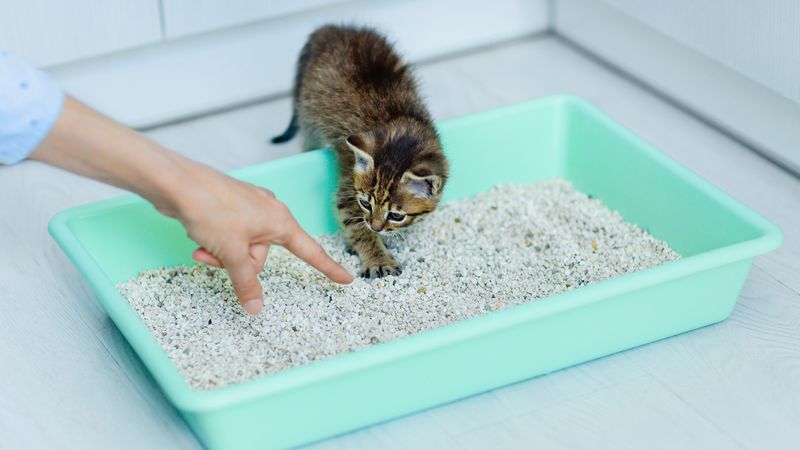 Avoidance of the Litter Box