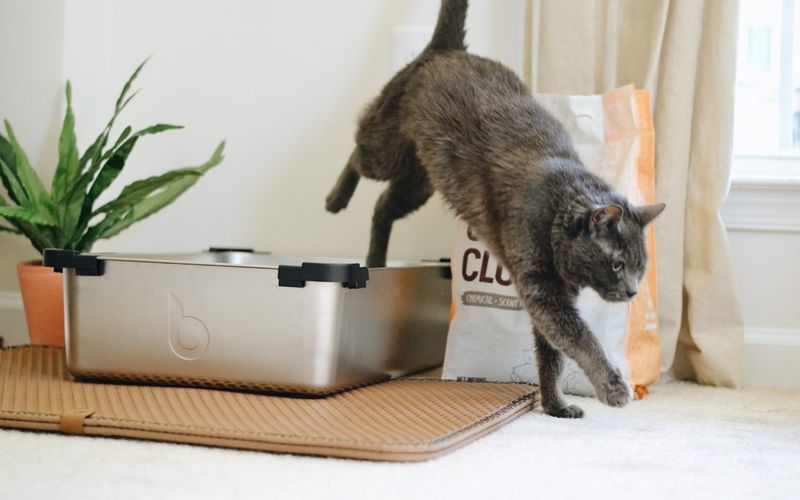 Avoiding the Litter Box