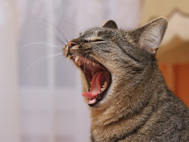 Bad Breath