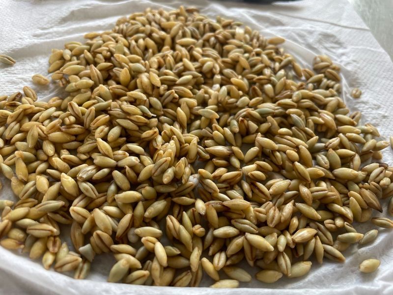 Barley: Heavy and Hard to Process