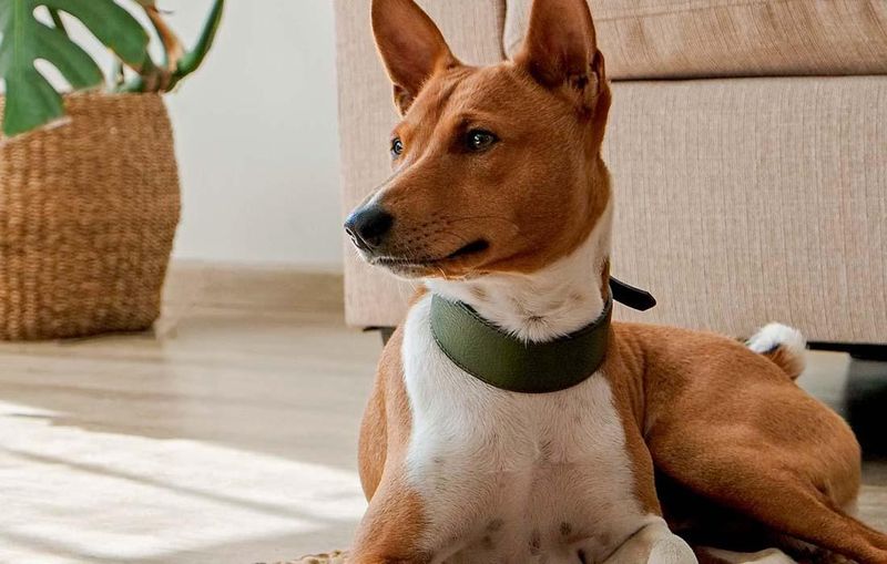 Basenji