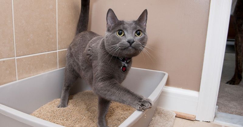 Bathroom Habits Require Different Approaches