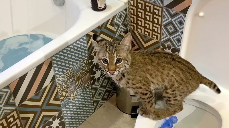 Bathroom Renovations Nobody Asked For