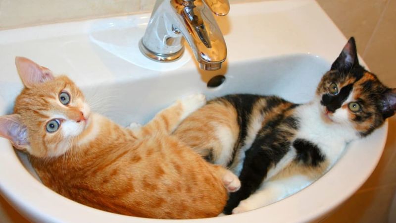 Bathroom Sink Spa Sessions