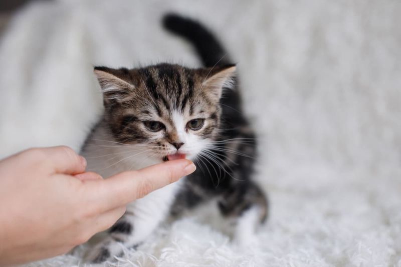 Become The Treat Provider