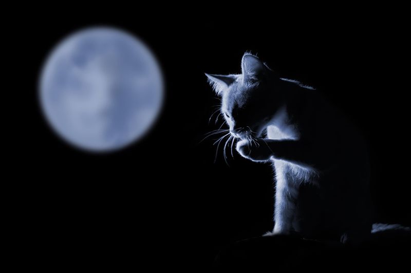 Becoming Nocturnal