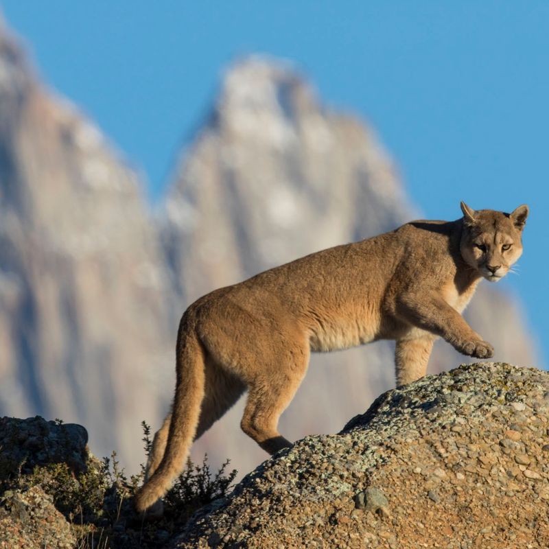 Behavior When Spotted: Reaction Reveals Identity