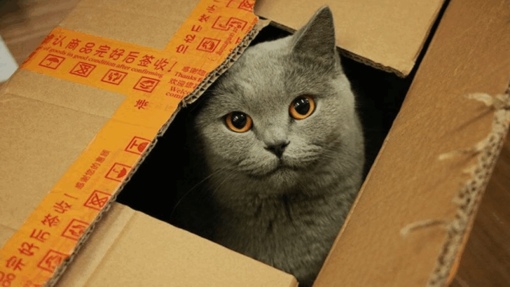 Behind Closed Doors: 8 Surprising Things Cats Do When They Think No One’s Looking