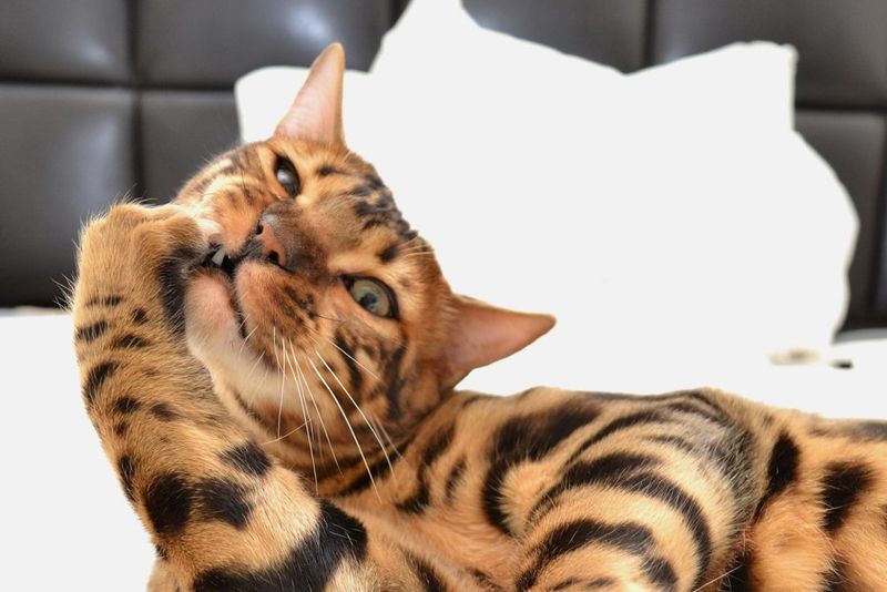 Bengal