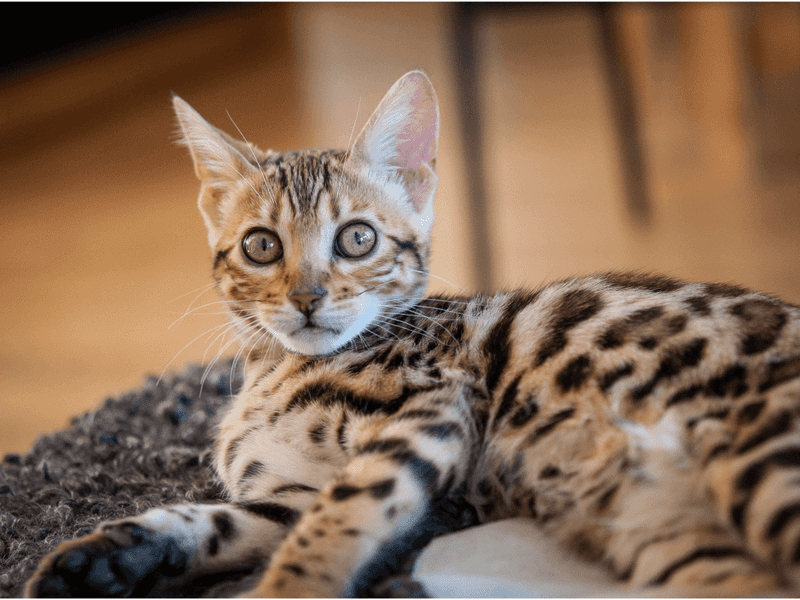 Bengal