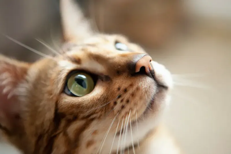 Bengal