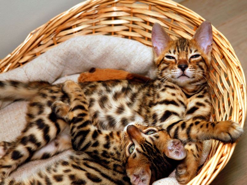 Bengal