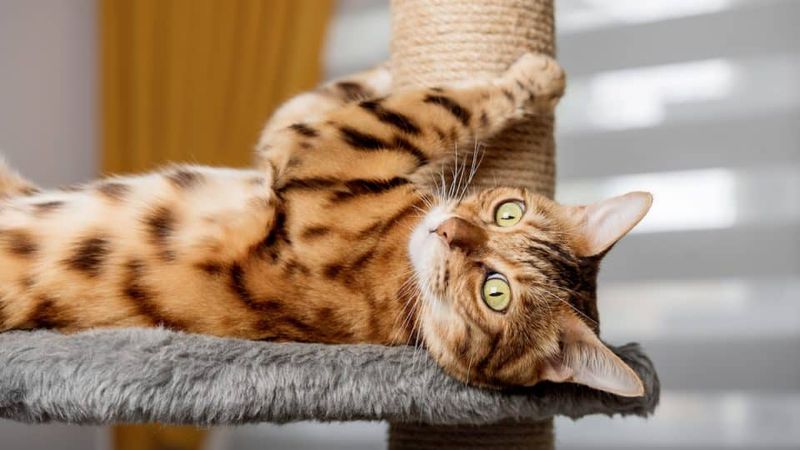 Bengal