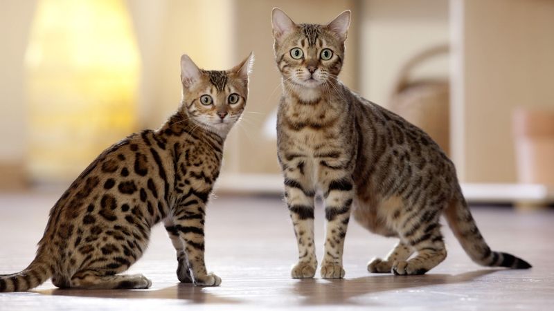 Bengal