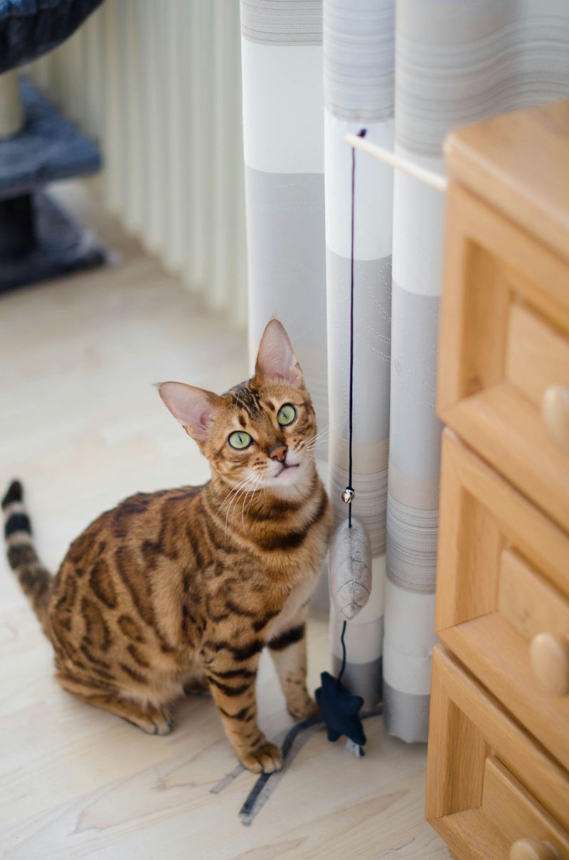 Bengal