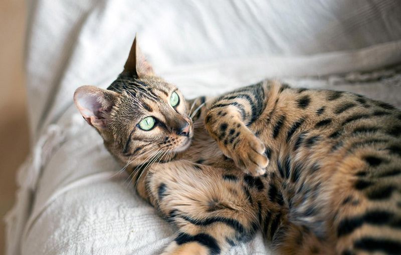 Bengal