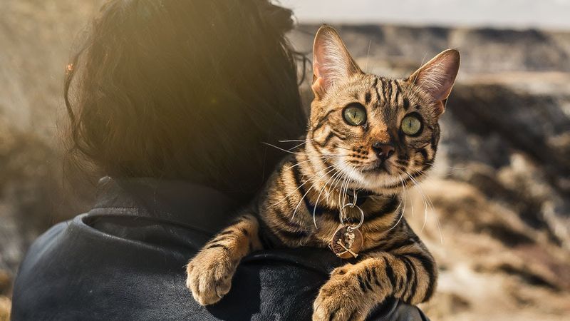Bengal